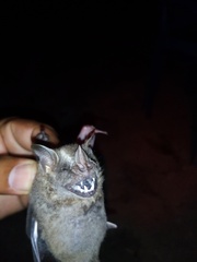 Artibeus jamaicensis