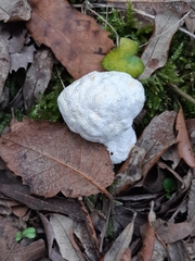 Agaricus xanthodermus
