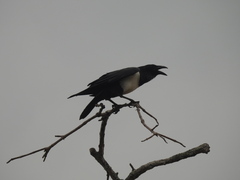 Corvus albus