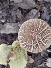 Xerocomellus chrysenteron