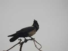 Corvus albus