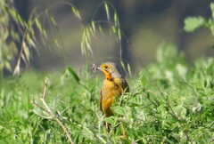 Macronyx capensis capensis