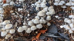 Coprinellus disseminatus
