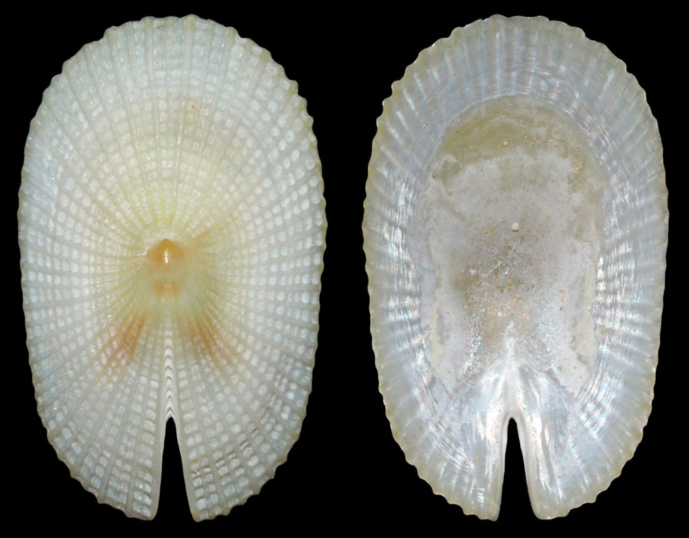 Emarginella