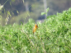 Macronyx capensis capensis
