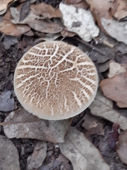 Xerocomellus chrysenteron