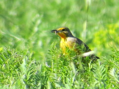 Macronyx capensis capensis