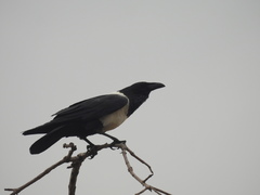 Corvus albus