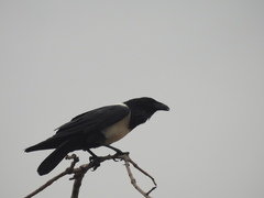 Corvus albus