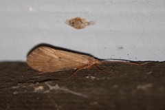 Onocosmoecus unicolor