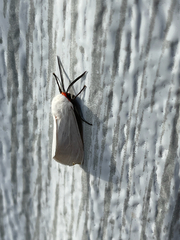 Pygarctia roseicapitis