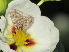 Aubergina vanessoides
