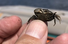 Rhithropanopeus harrisii