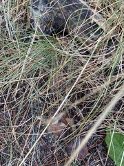 Festuca rubra