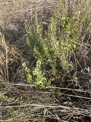Teucrium cubense
