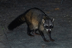 Procyon cancrivorus