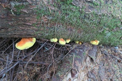 Laetiporus conifericola