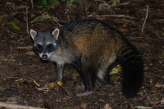 Procyon cancrivorus