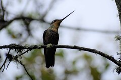 Coeligena helianthea