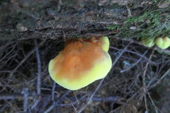 Laetiporus conifericola