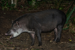 Tapirus terrestris