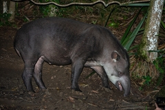 Tapirus terrestris