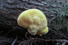 Laetiporus conifericola