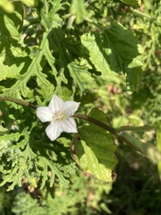 Convolvulus farinosus