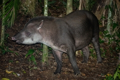 Tapirus terrestris