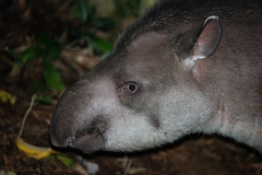 Tapirus terrestris