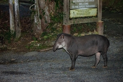 Tapirus terrestris