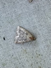 Hypenodes fractilinea