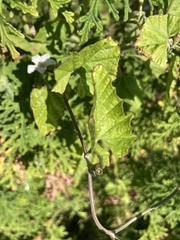 Convolvulus farinosus