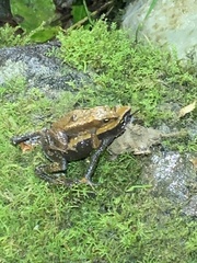 Atelopus nahumae