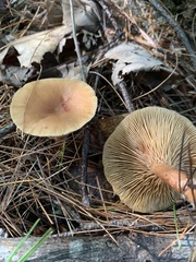 Lactarius helvus