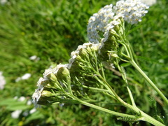 Achillea millefolium