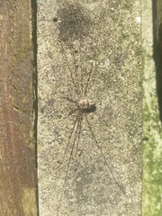 Dicranopalpus