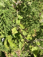 Convolvulus farinosus