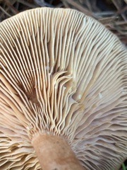Lactarius helvus