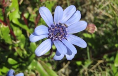Felicia heterophylla
