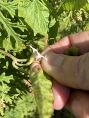 Convolvulus farinosus