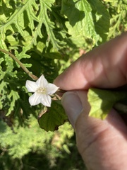 Convolvulus farinosus