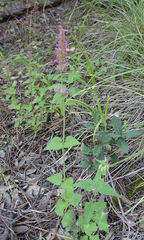 Agastache pallidiflora