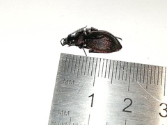 Carabus leachi