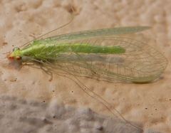 Chrysoperla comanche
