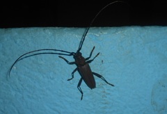 Juiaparus batus