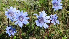 Felicia heterophylla