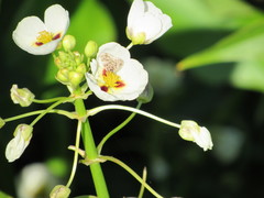 Aubergina vanessoides