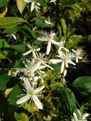 Clematis flammula