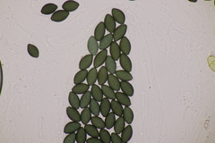 Podospora setosa